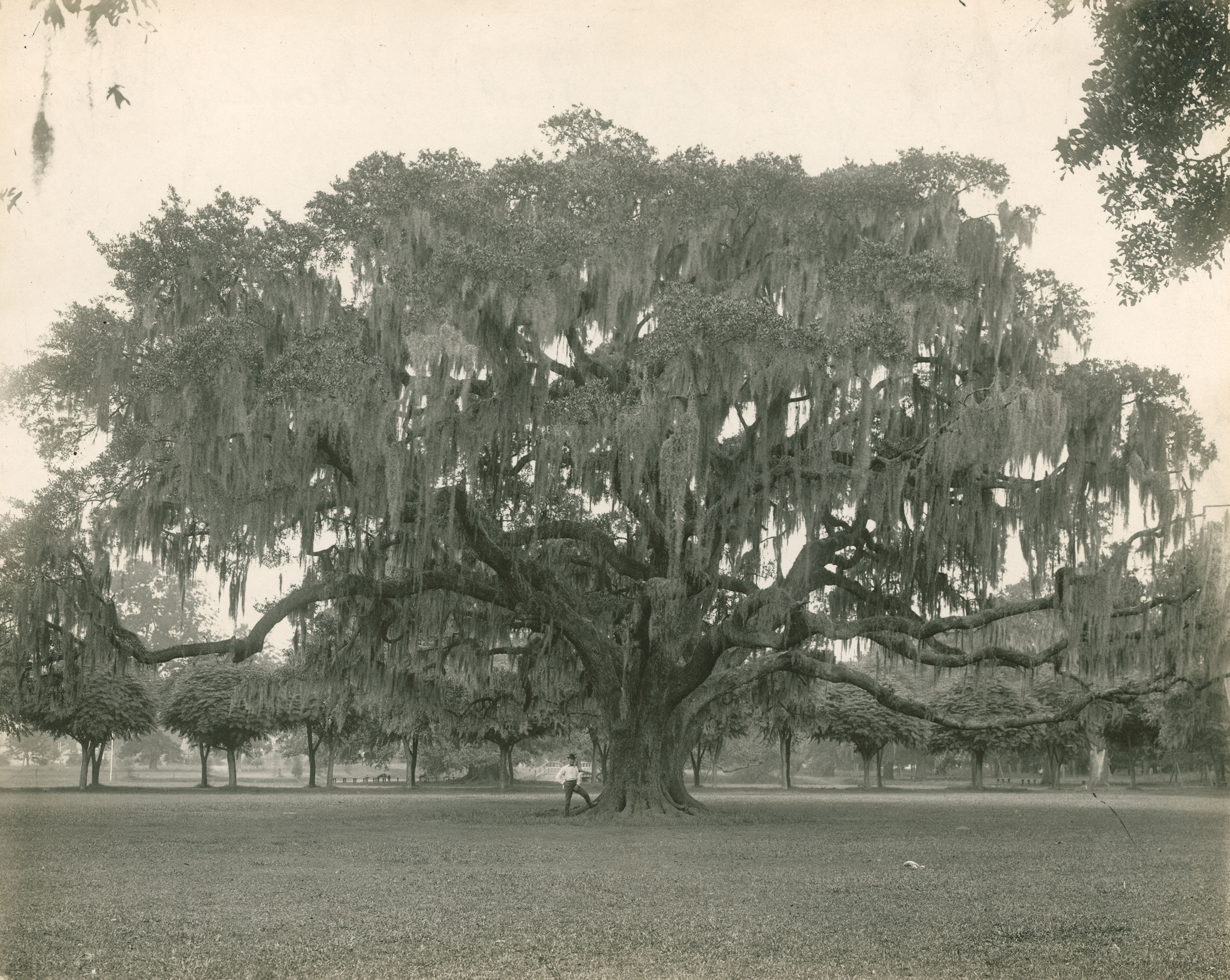 According to Coleen Landry, the chairwoman of the Live Oak Society, each tree has its own unique personality, including being either masculine or feminine. Their fierce individualism and long life-spans have endeared them to Southern culture, where they still occupy a special place. For the record, Landry confirms that Rory’s Oak was masculine. Photo by: Alexander/National Geographic Creative