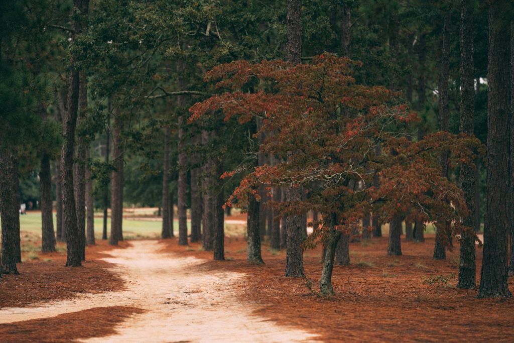 A Radical in Pinehurst Robert Hunter No. 25