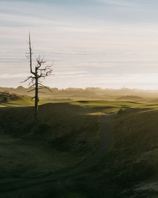 Living With a Ghost No. 25 Tree Old Mac