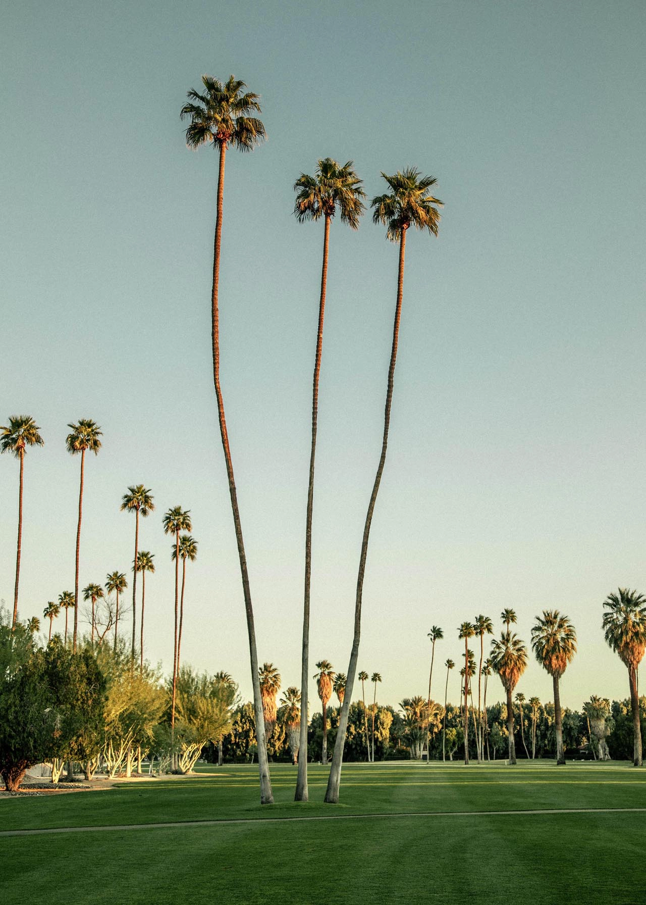 Secret in the Palms O'Donnell Golf Club No. 33